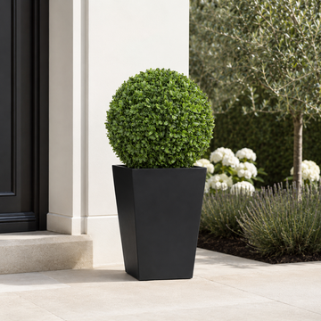 Aglaia Boxwood Ball in Straight Black Tin Planter (72cm/2ft) - A1069