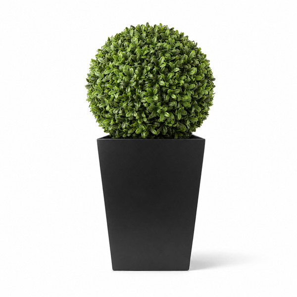 Aglaia Boxwood Ball in Straight Black Tin Planter (72cm/2ft) - A1069