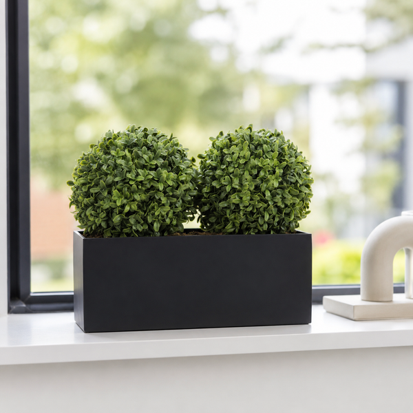 Topiary Double Ball Aglaia Boxwood in Black Straight Tin Window Box (35cm/14in) - A1071-GB