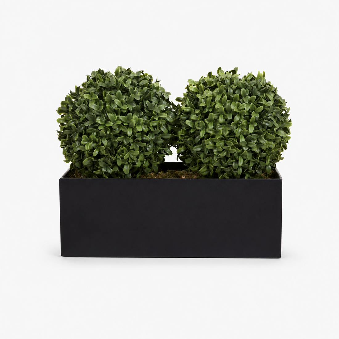 Topiary Double Ball Aglaia Boxwood in Black Straight Tin Window Box (35cm/14in) - A1071-GB