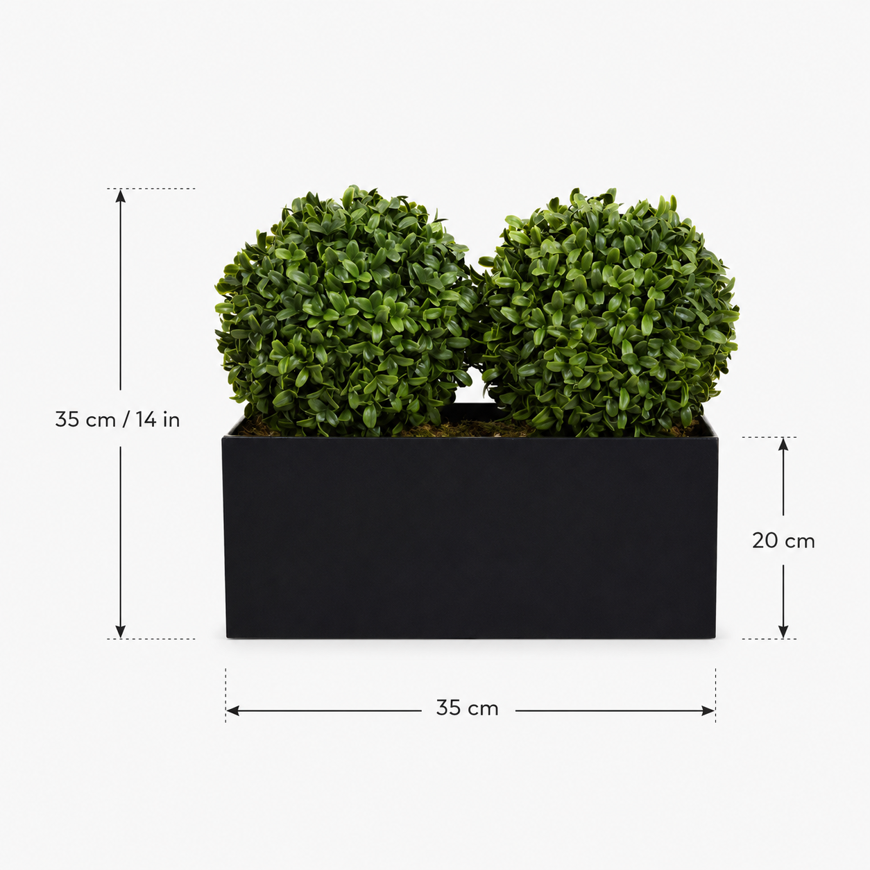 Topiary Double Ball Aglaia Boxwood in Black Straight Tin Window Box (35cm/14in) - A1071-GB