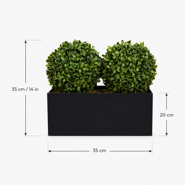 Topiary Double Ball Aglaia Boxwood in Black Straight Tin Window Box (35cm/14in) - A1071-GB