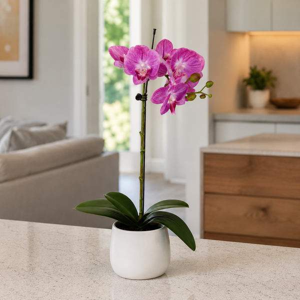 Elegant Real Touch Single Stem Pink Potted Orchid in Round White Ceramic Pot (46cm) - A1072