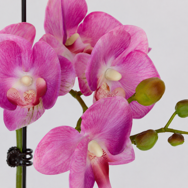 Elegant Real Touch Single Stem Pink Potted Orchid in Round White Ceramic Pot (46cm) - A1072