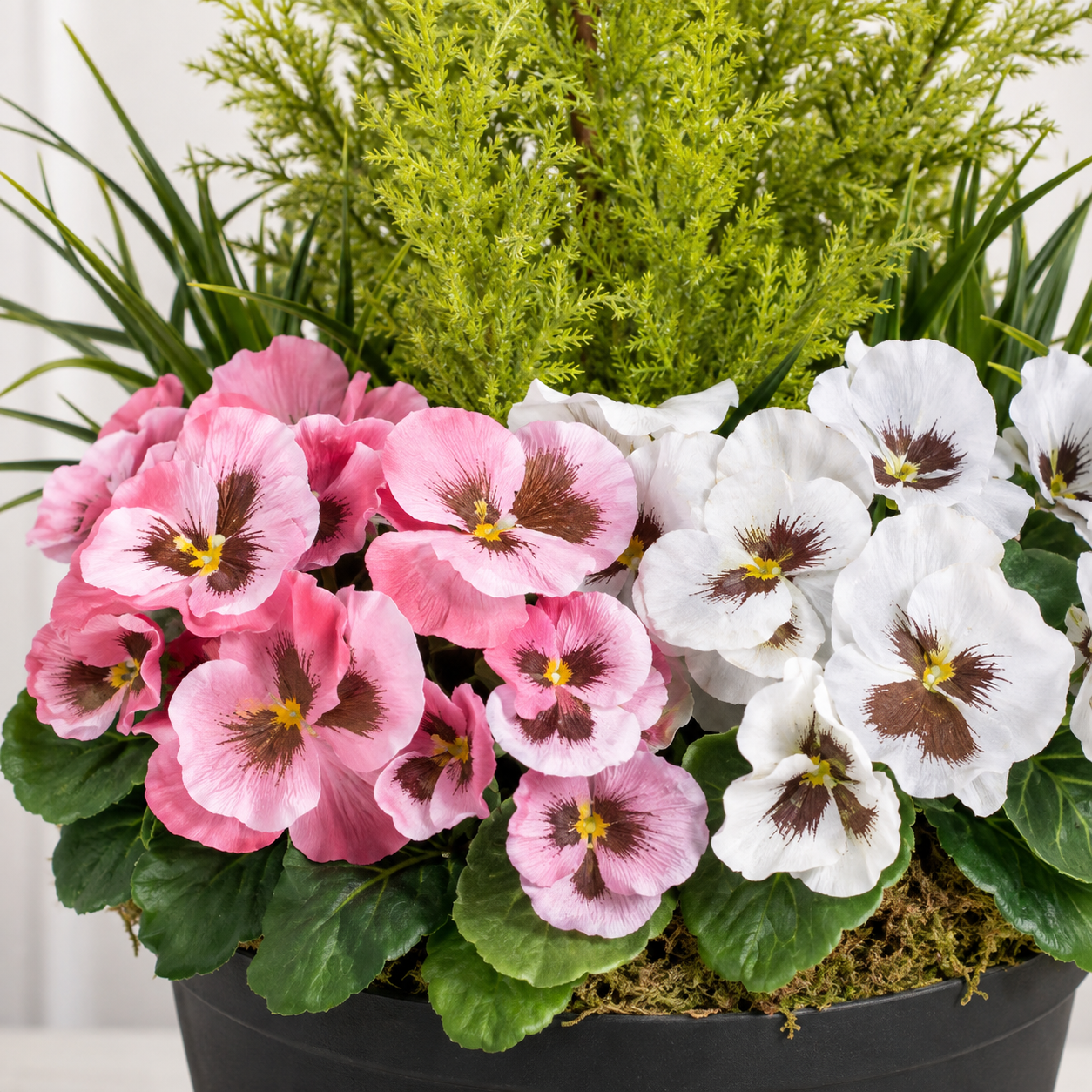 Pink & White Pansy Black Patio Planter 60cm/24in - A1079