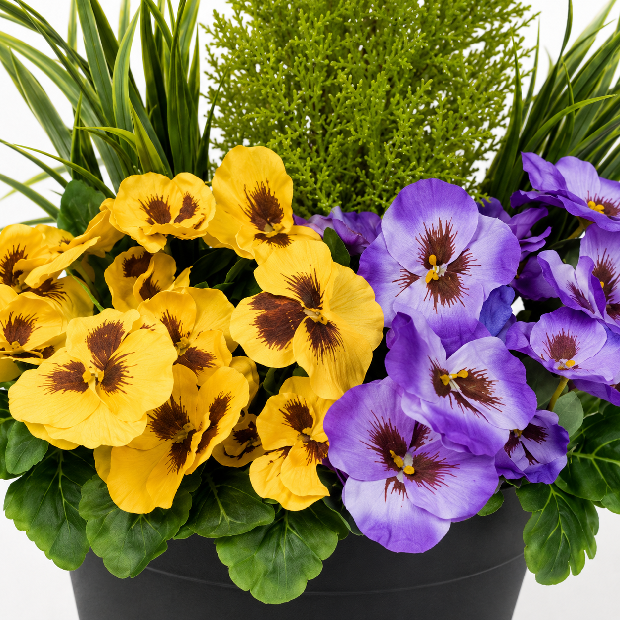 Purple & Yellow Pansy Black Patio Planter 60cm/24in - A1080