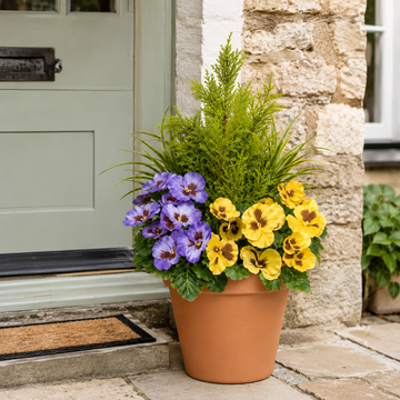 Purple & Yellow Pansy Terracotta Patio Planter 60cm/24in - A1081