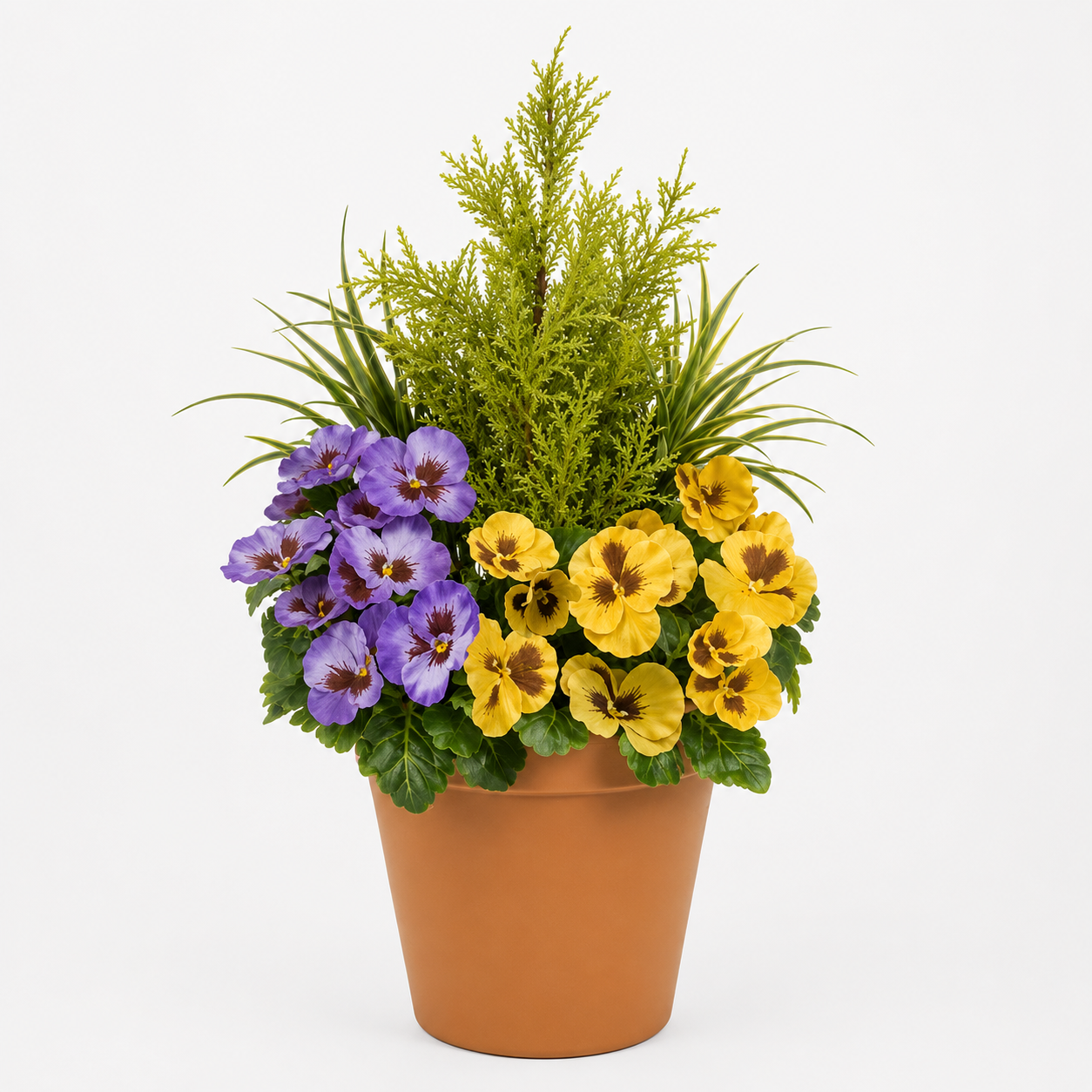 Purple & Yellow Pansy Terracotta Patio Planter 60cm/24in - A1081