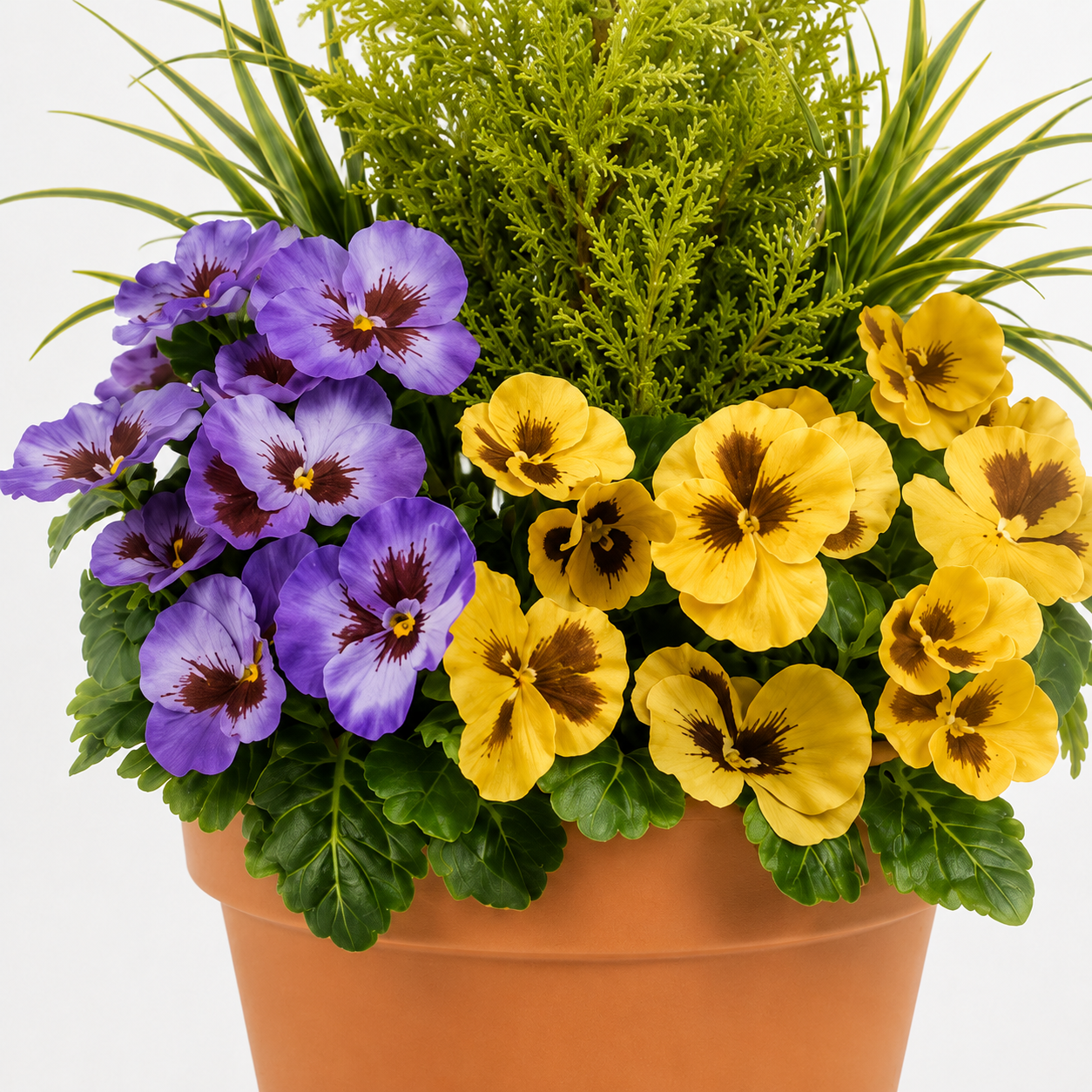Purple & Yellow Pansy Terracotta Patio Planter 60cm/24in - A1081