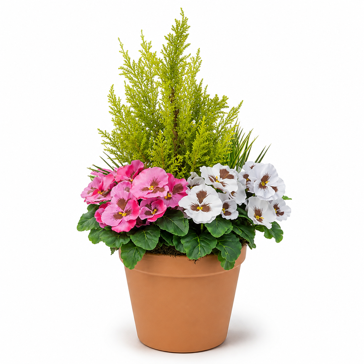 Pink & White Pansy Terracotta Patio Planter 60cm/24in - A1082