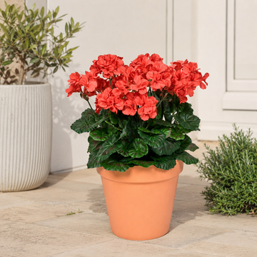 Red Geranium Terracotta Patio Planter 50cm/20in - A1083