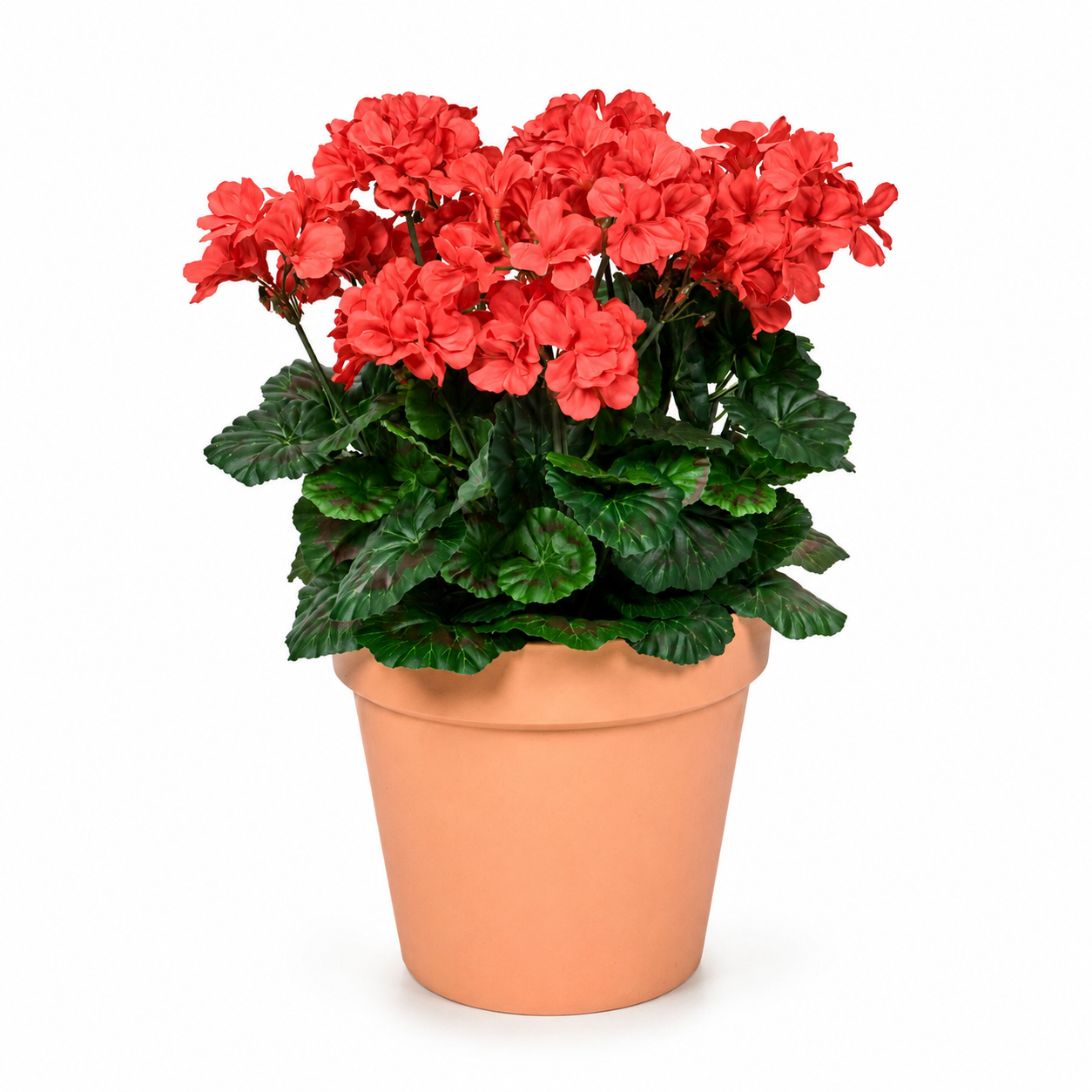 Red Geranium Terracotta Patio Planter 50cm/20in - A1083