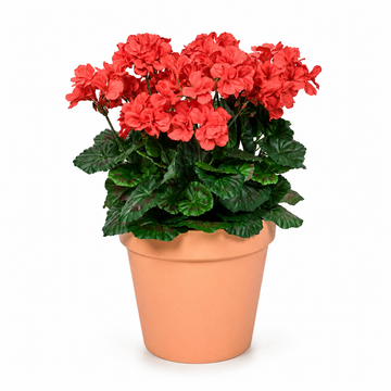 Red Geranium Terracotta Patio Planter 50cm/20in - A1083