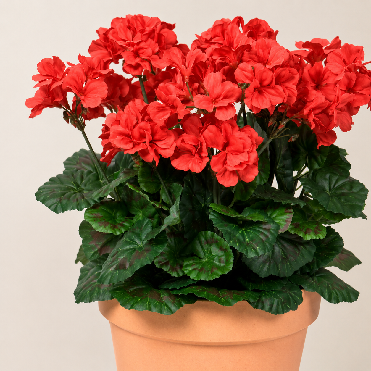 Red Geranium Terracotta Patio Planter 50cm/20in - A1083