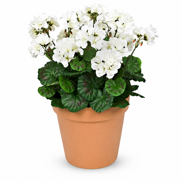 White Geranium Terracotta Patio Planter 50cm/20in - A1084