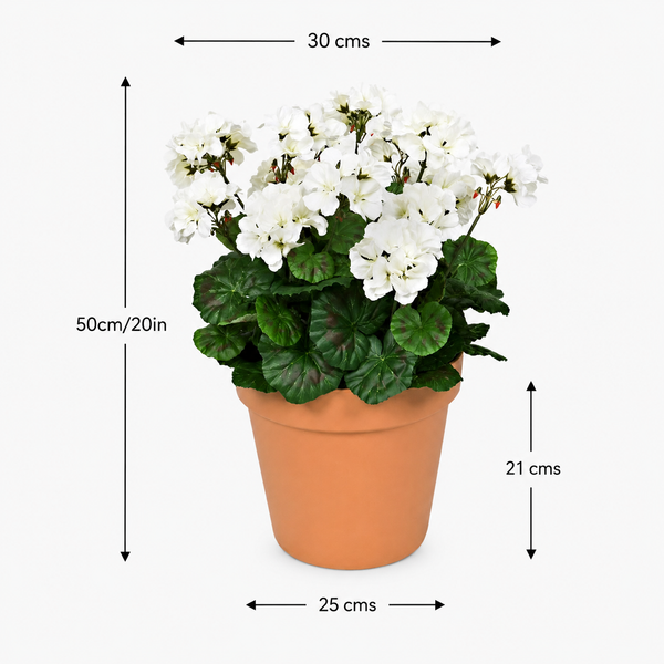 White Geranium Terracotta Patio Planter 50cm/20in - A1084