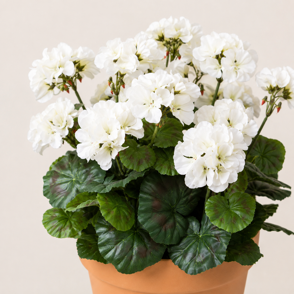 White Geranium Terracotta Patio Planter 50cm/20in - A1084