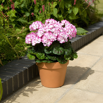 Pink & White Geranium Terracotta Patio Planter 50cm/20in - A1085