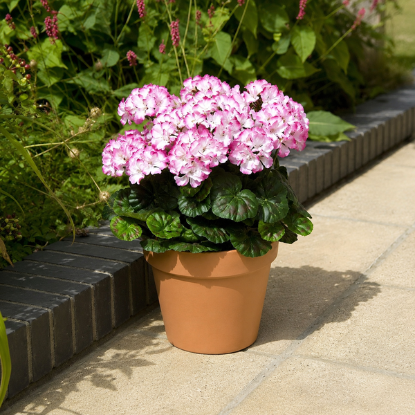 Pink & White Geranium Terracotta Patio Planter 50cm/20in - A1085