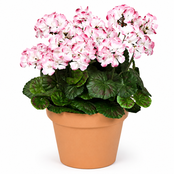 Pink & White Geranium Terracotta Patio Planter 50cm/20in - A1085
