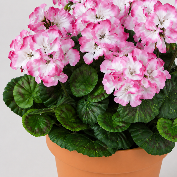 Pink & White Geranium Terracotta Patio Planter 50cm/20in - A1085
