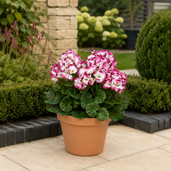 Purple & White Geranium Terracotta Patio Planter 50cm/20in - A1086