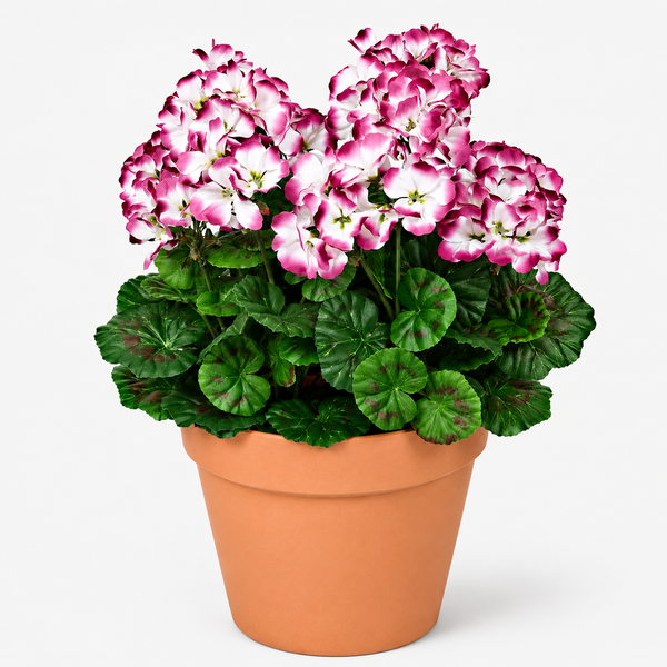 Purple & White Geranium Terracotta Patio Planter 50cm/20in - A1086