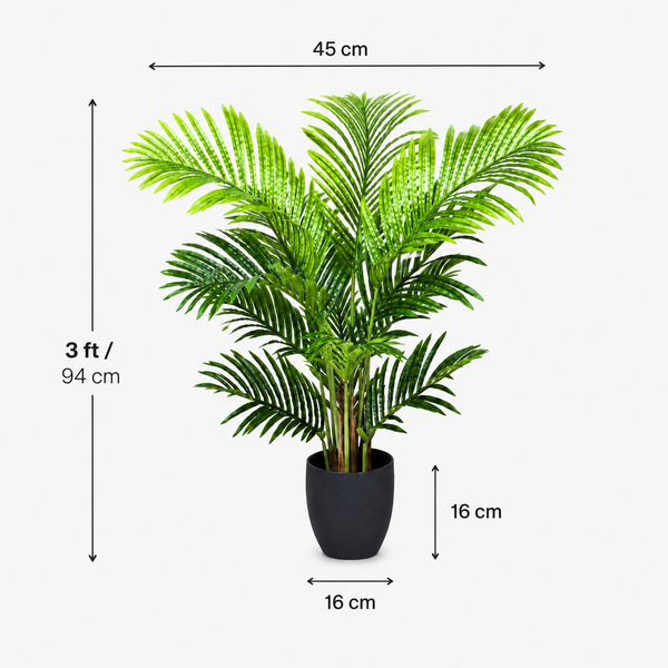 Areca Phoenix Palm Tree in Black Pot 94cm/3ft - A1087