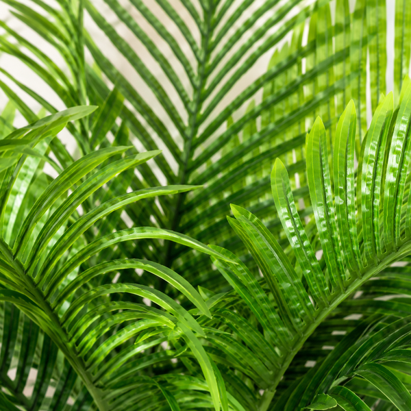 Areca Phoenix Palm Tree in Black Pot 94cm/3ft - A1087