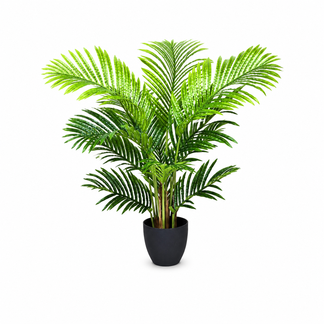 Areca Phoenix Palm Tree in Black Pot 94cm/3ft - A1087