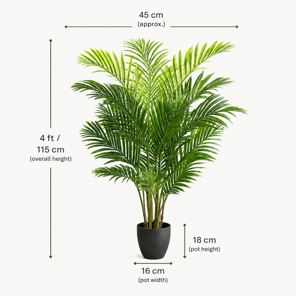 Areca Phoenix Palm Tree 115cm/4ft - A1124
