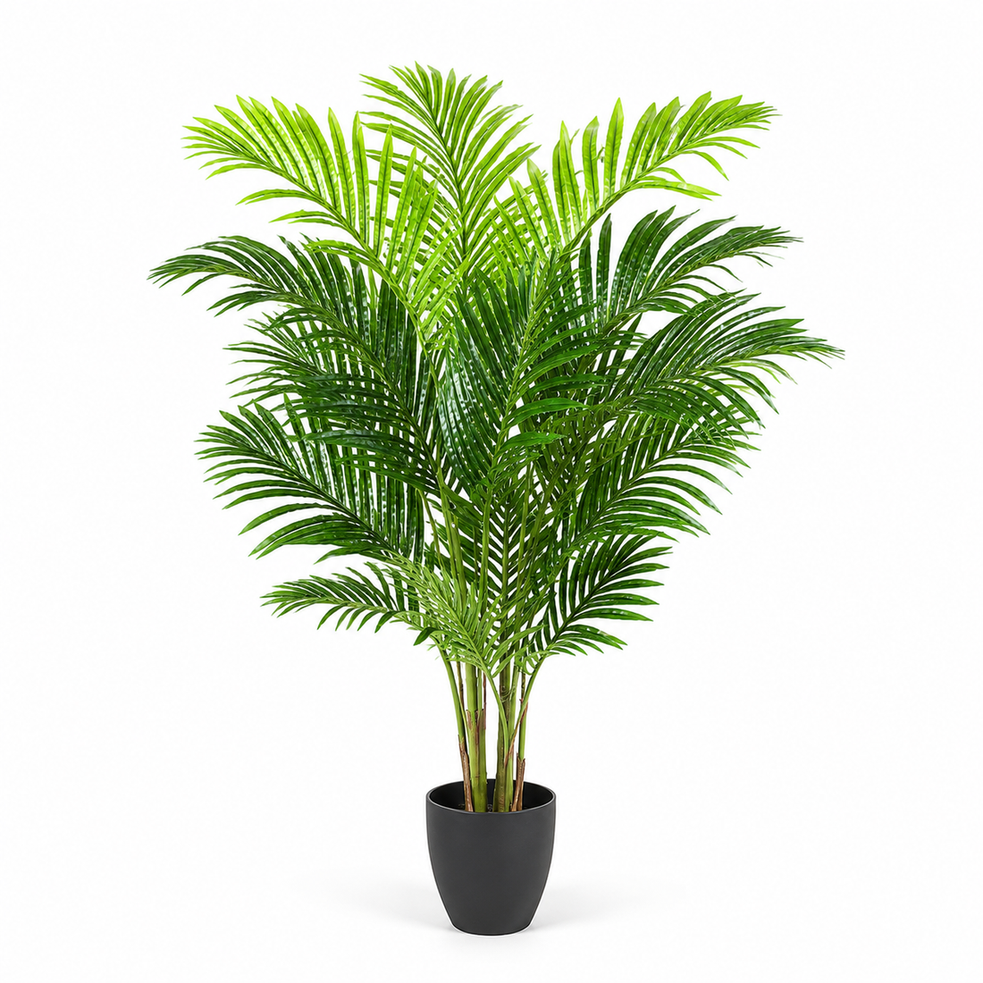 Areca Phoenix Palm Tree 115cm/4ft - A1124