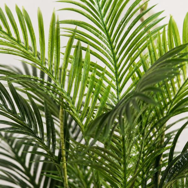 Areca Phoenix Palm Tree 115cm/4ft - A1124