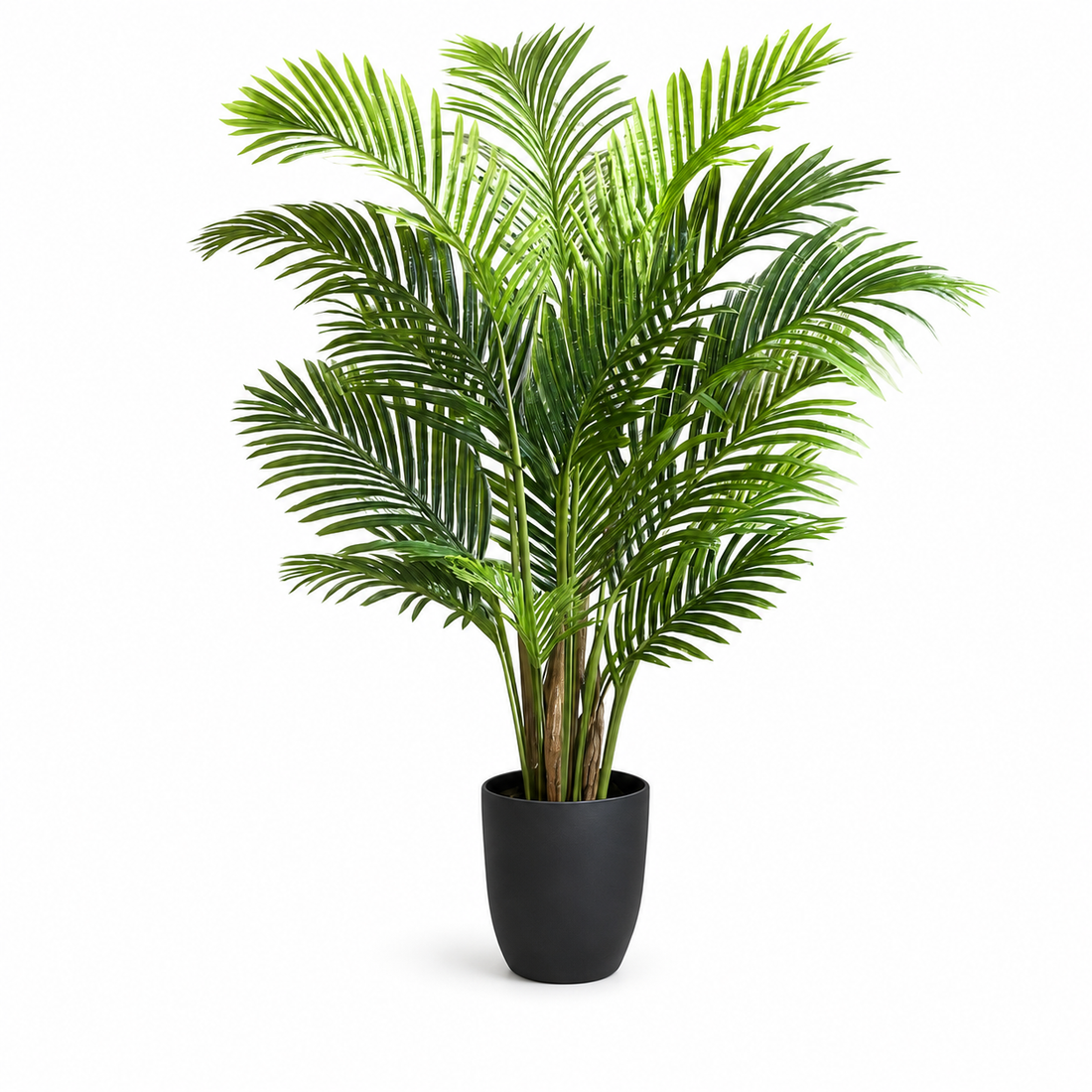 Areca Phoenix Palm Tree 150cm/5ft - A1125
