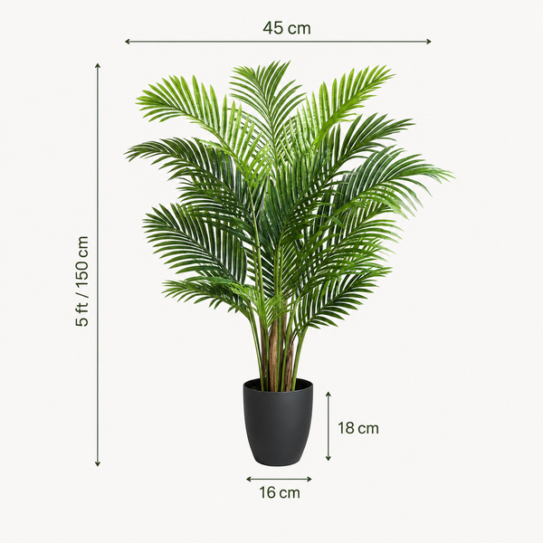 Areca Phoenix Palm Tree 150cm/5ft - A1125