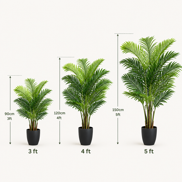 Areca Phoenix Palm Tree 150cm/5ft - A1125