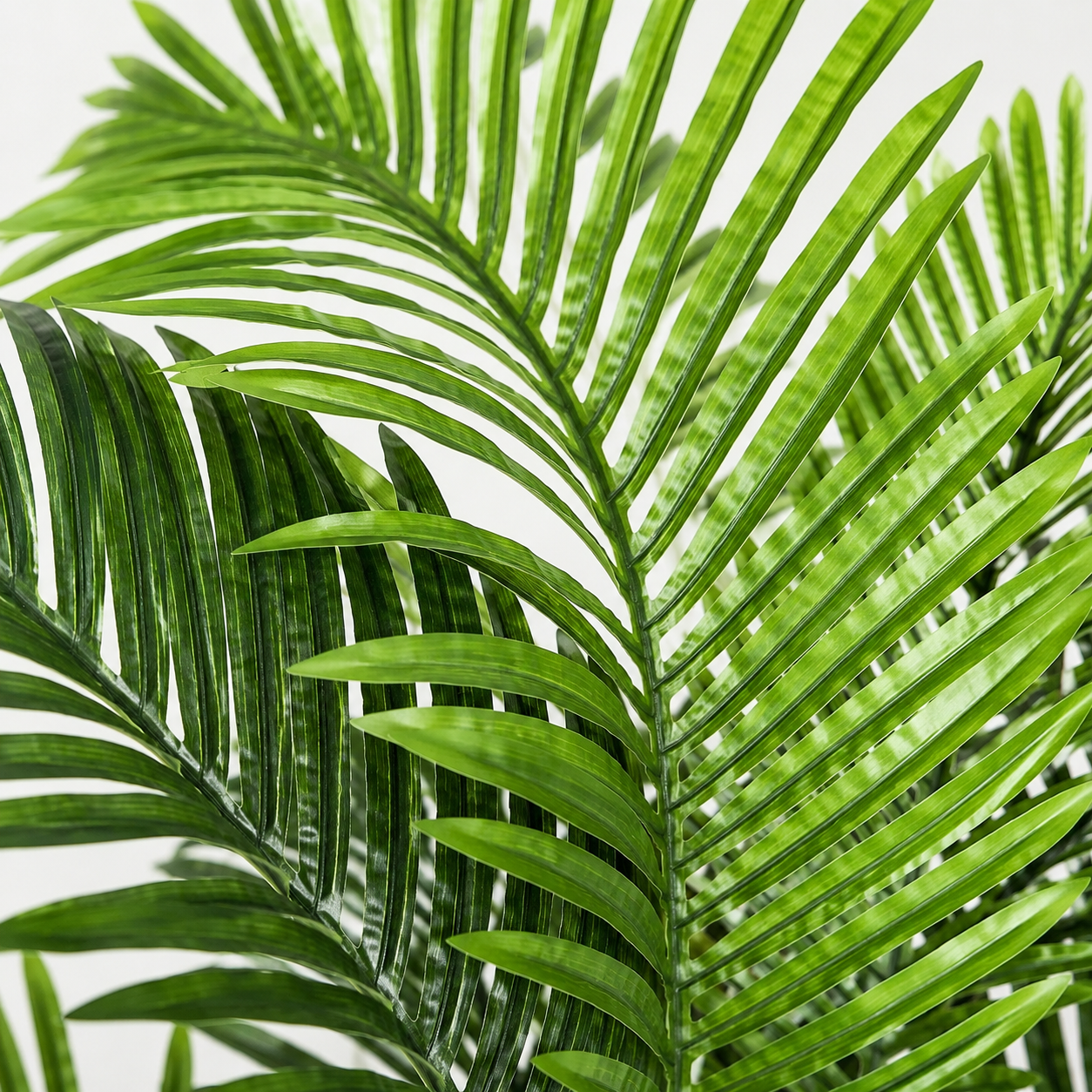 Areca Phoenix Palm Tree 150cm/5ft - A1125