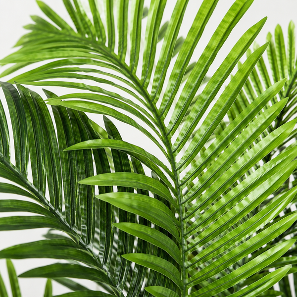 Areca Phoenix Palm Tree 150cm/5ft - A1125