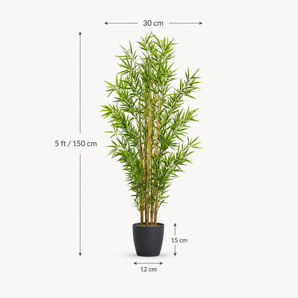 Large Bamboo Tree in Black Pot 150cm/5ft - A1126