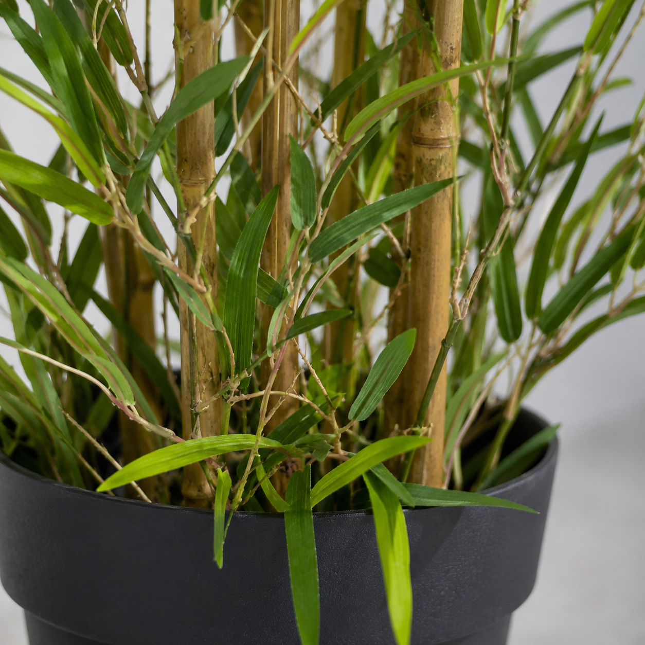Large Bamboo Tree in Black Pot 150cm/5ft - A1126