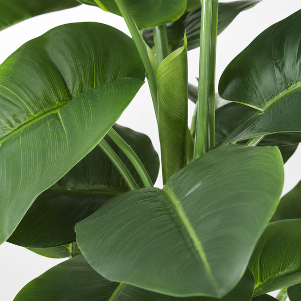 Large Calla Lily Tree in Black Pot 130cm/4ft - A1130