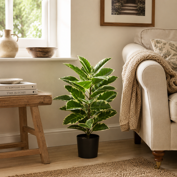 Rubber Plant in Black Pot 75cm/2ft - A1131