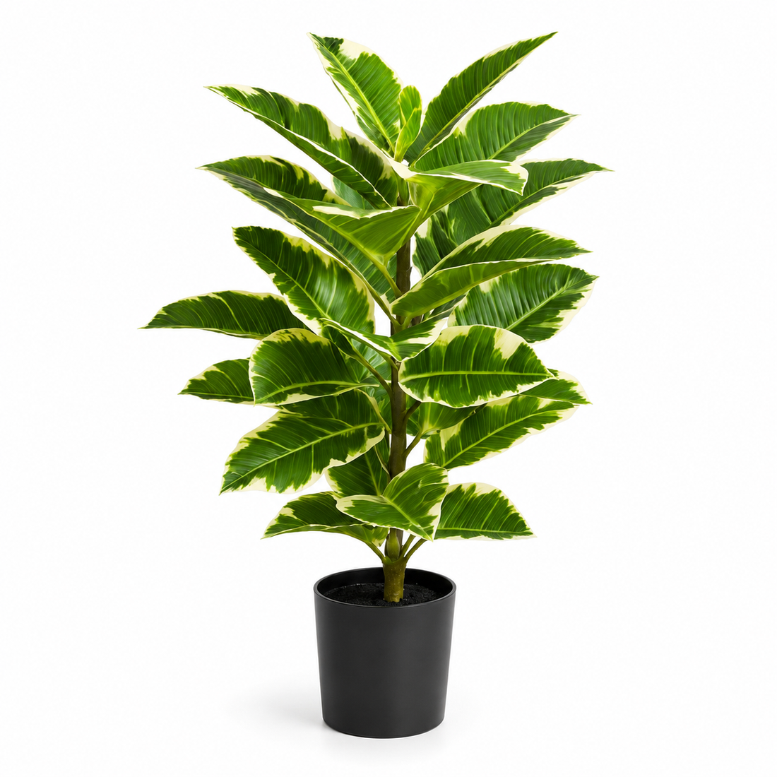 Rubber Plant in Black Pot 75cm/2ft - A1131