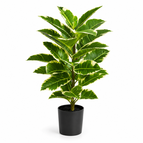 Rubber Plant in Black Pot 75cm/2ft - A1131