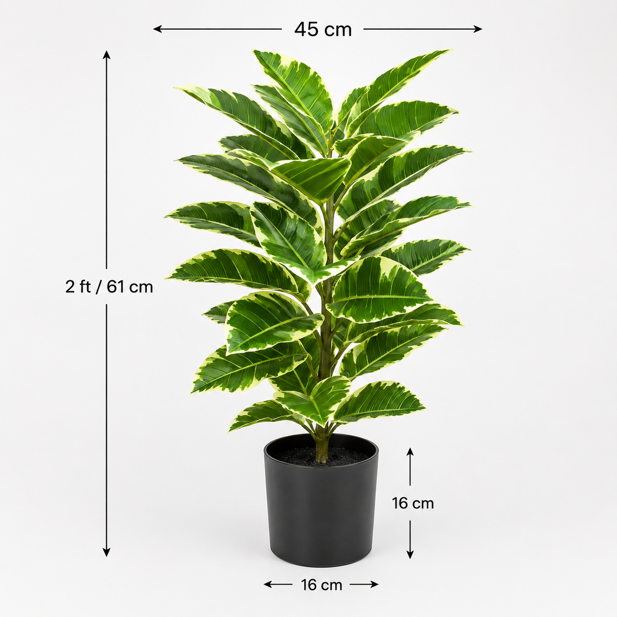 Rubber Plant in Black Pot 75cm/2ft - A1131