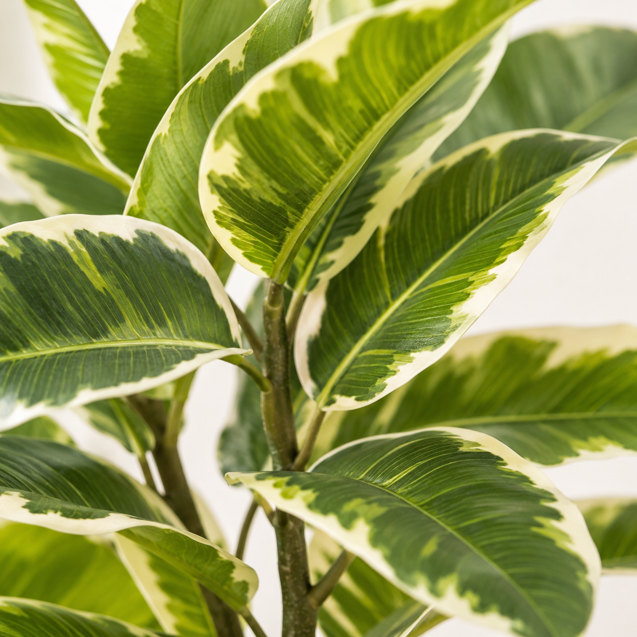 Rubber Plant in Black Pot 75cm/2ft - A1131