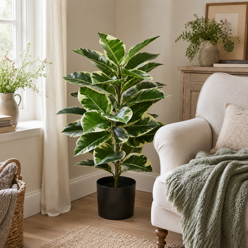 Large Rubber Plant in Black Pot 98cm/3ft - A1132