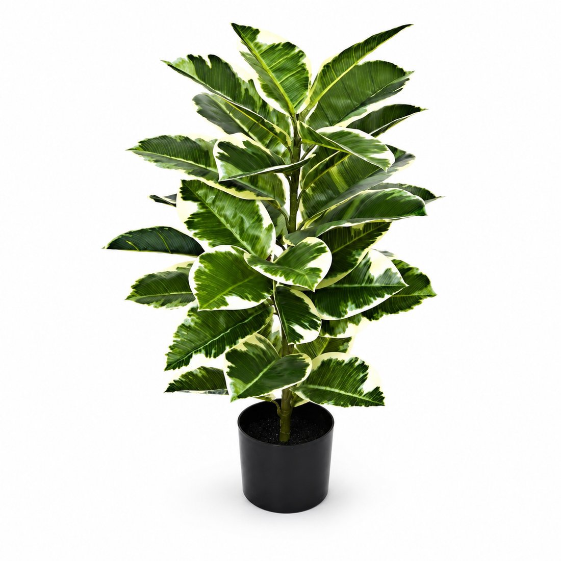 Large Rubber Plant in Black Pot 98cm/3ft - A1132