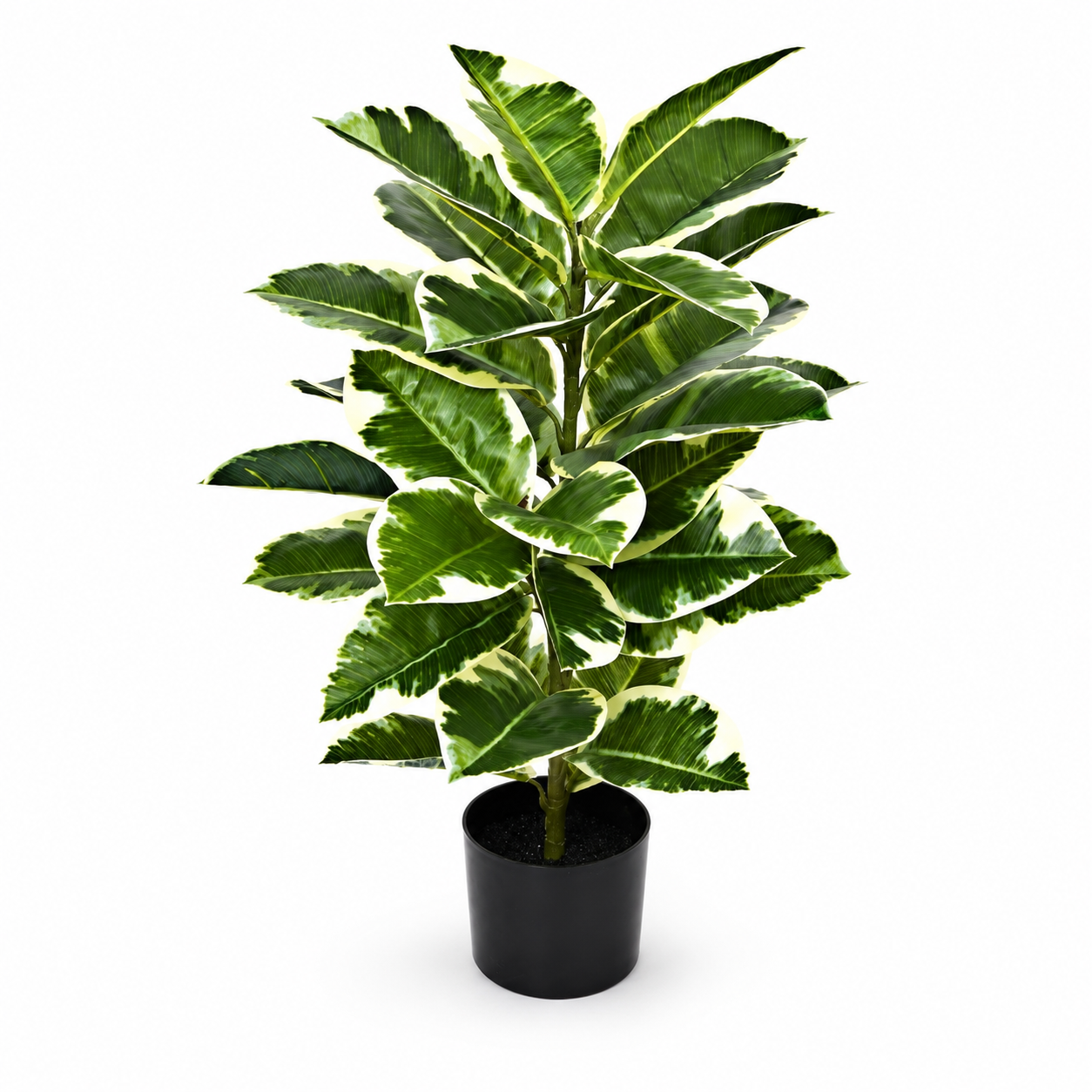 Large Rubber Plant in Black Pot 98cm/3ft - A1132