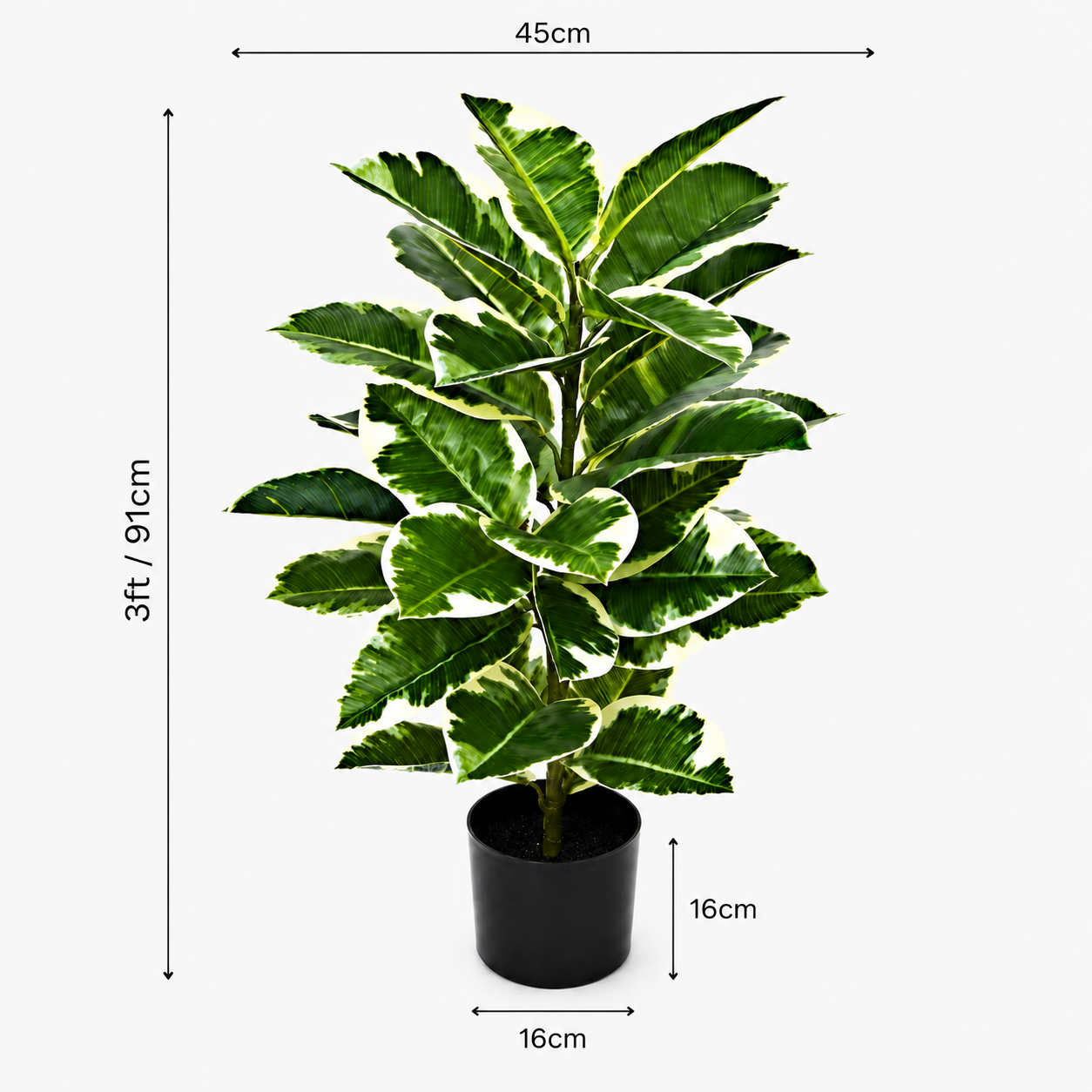 Large Rubber Plant in Black Pot 98cm/3ft - A1132